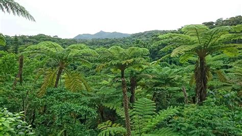 木生|木生シダなどのシダ植物について 